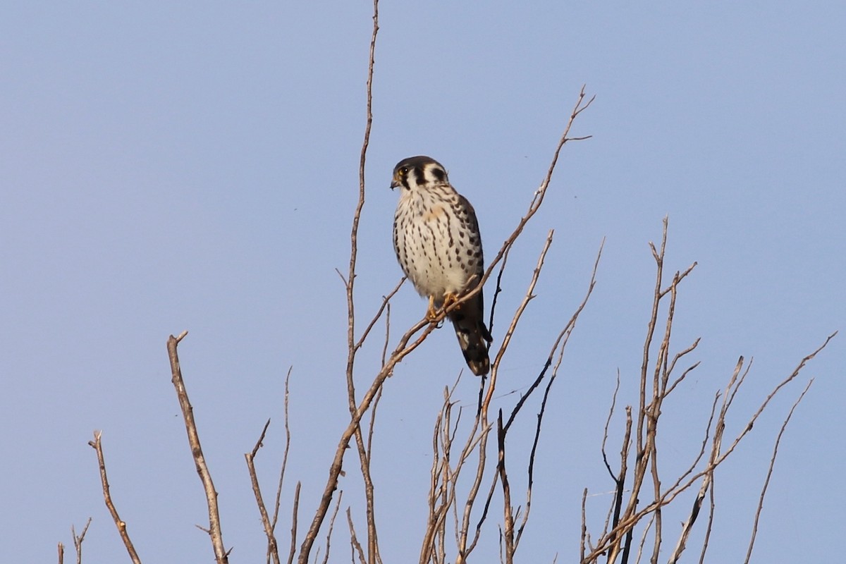 American Kestrel - ML644396244