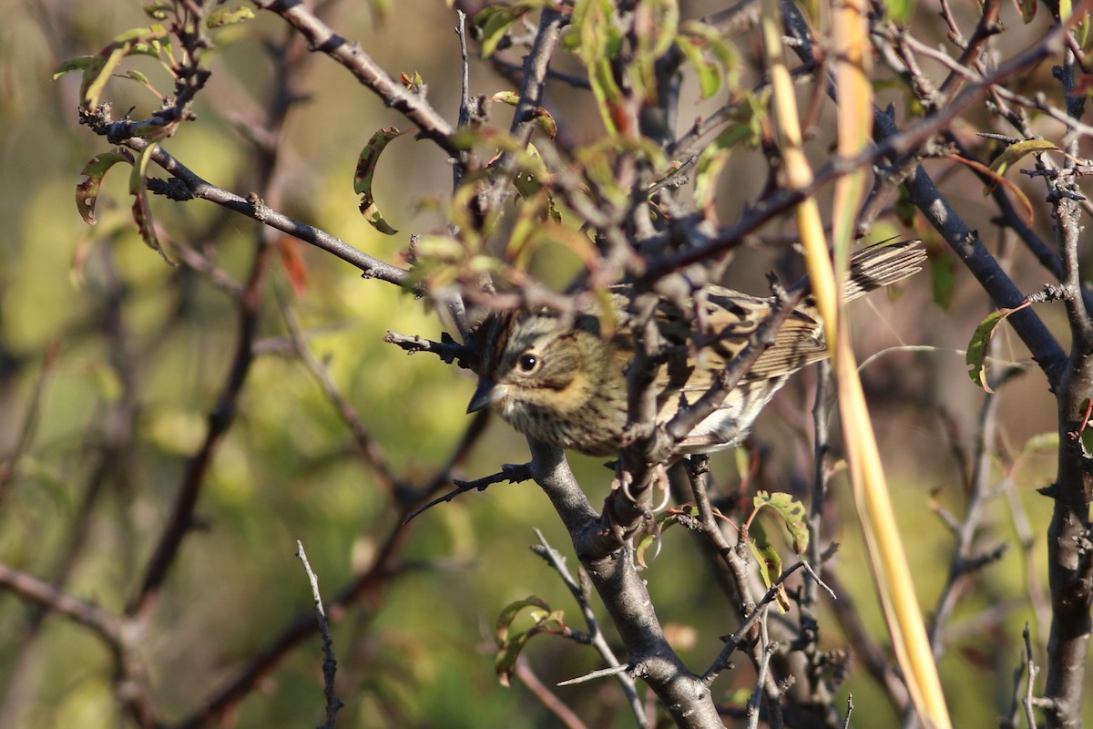 Lincoln's Sparrow - ML644396249