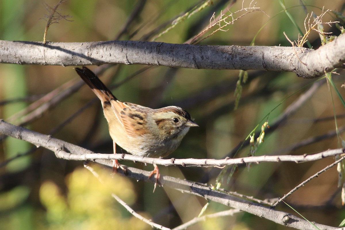 Swamp Sparrow - ML644396251