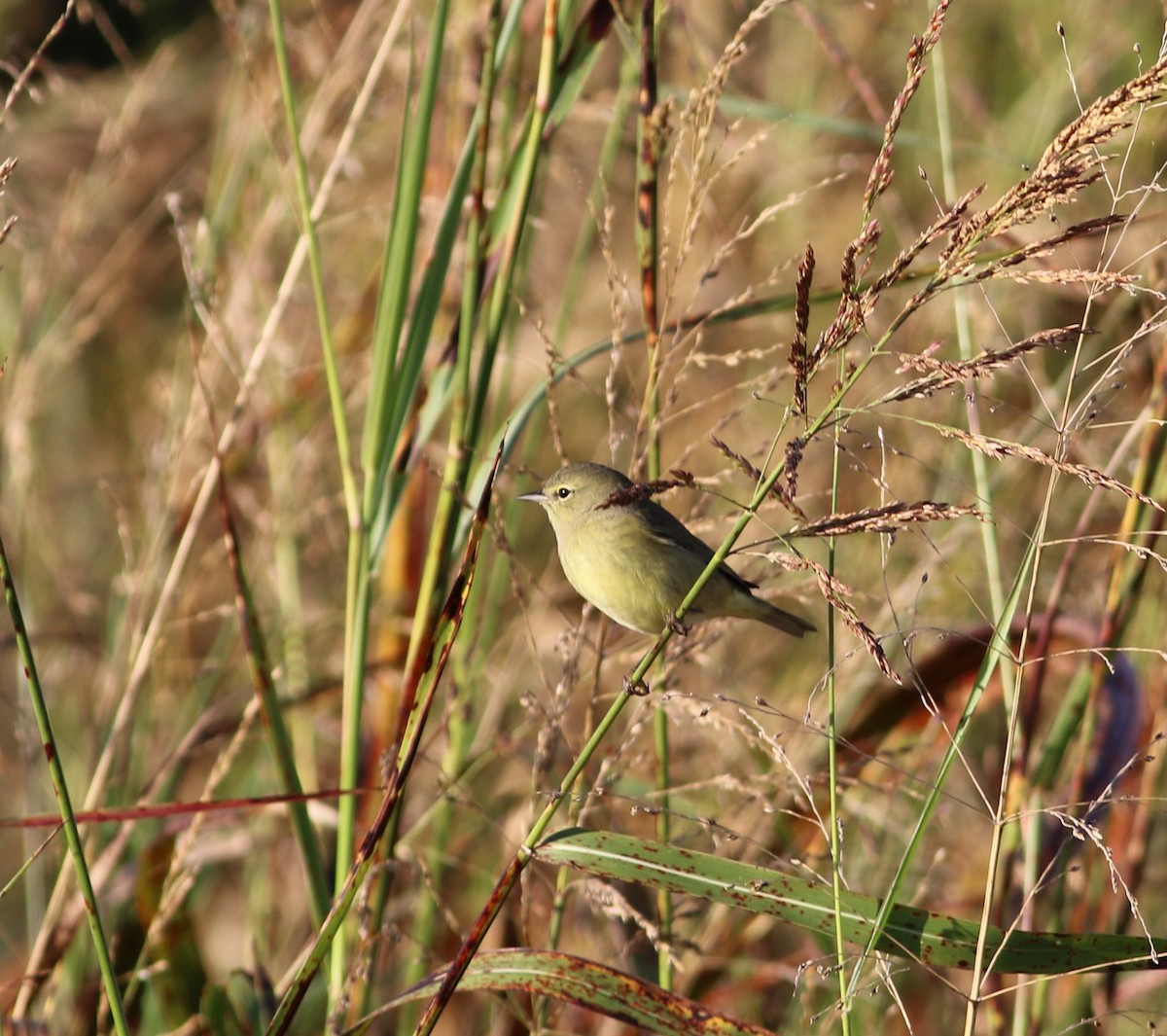 Orange-crowned Warbler - ML644396257