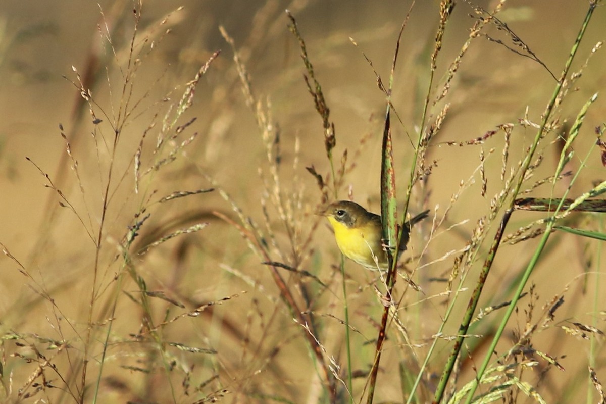 nordgulstrupe - ML644396259