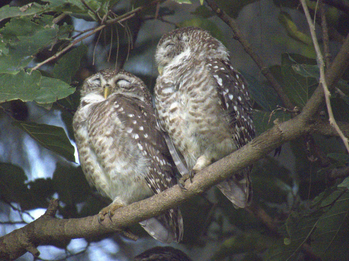 tempelugle - ML644396269