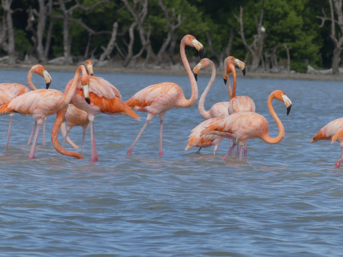 American Flamingo - ML644396276