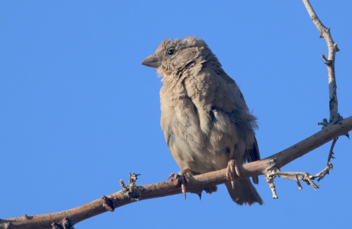 Горобець блідий - ML644396279