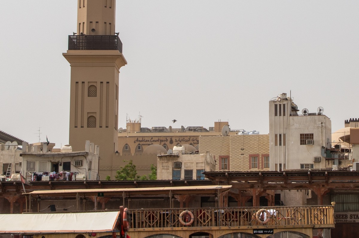 holub skalní (domácí) - ML644396280