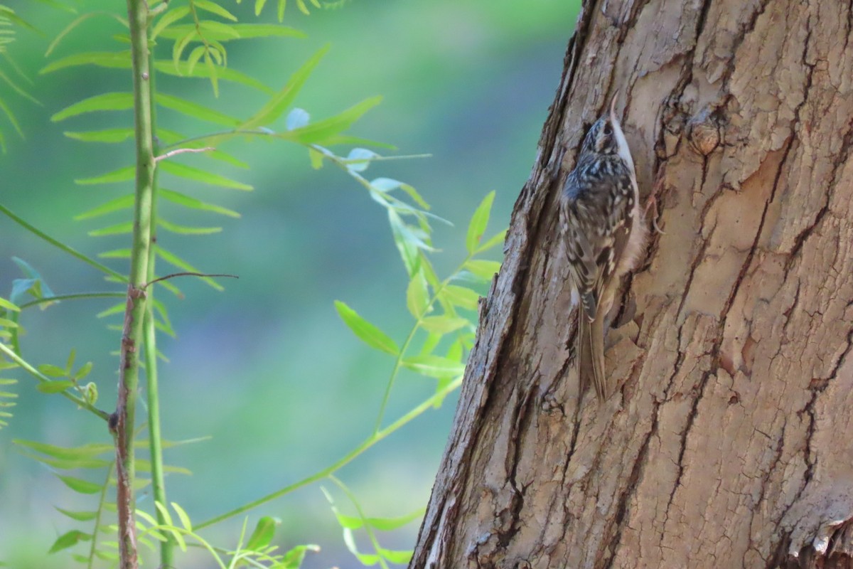 Brown Creeper - ML644396281