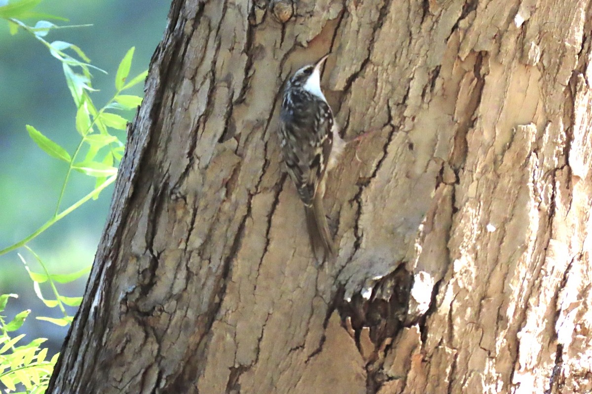 Brown Creeper - ML644396282