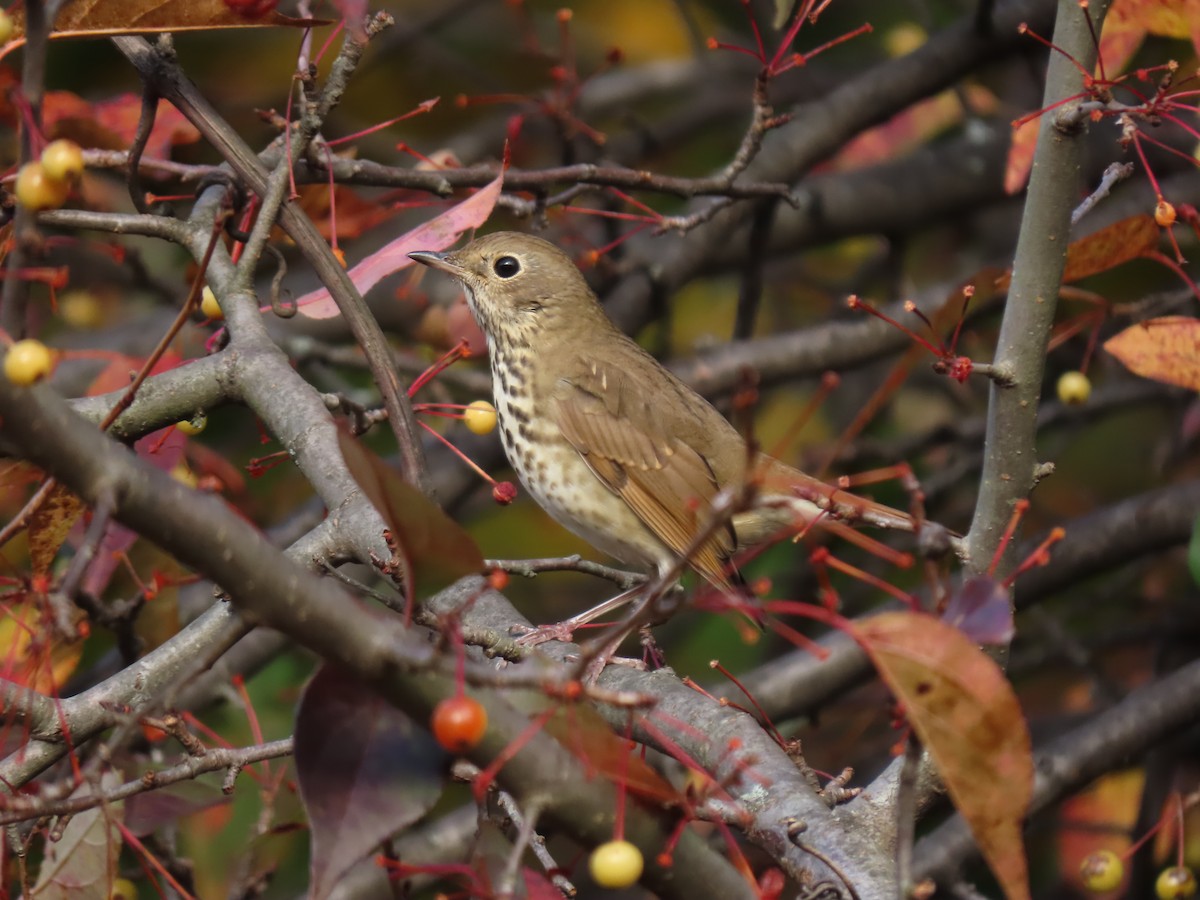 Hermit Thrush - ML644396283