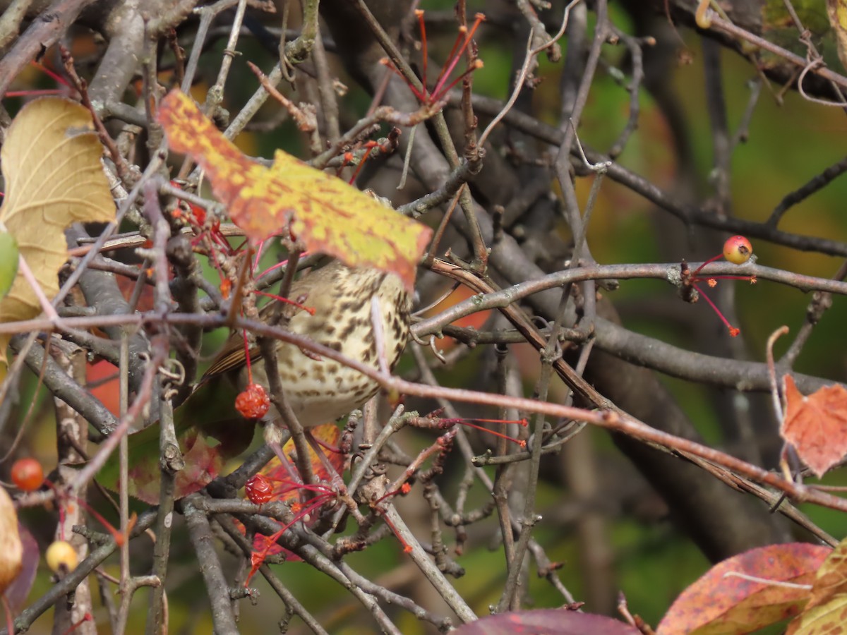 Hermit Thrush - ML644396284
