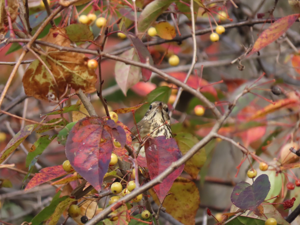 Hermit Thrush - ML644396285