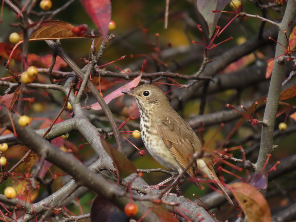 Hermit Thrush - ML644396286