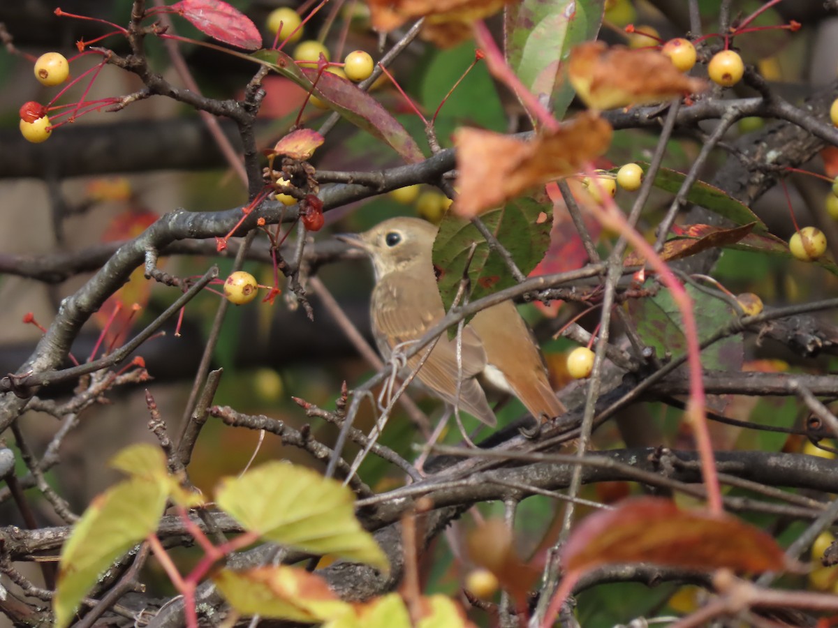 Hermit Thrush - ML644396287