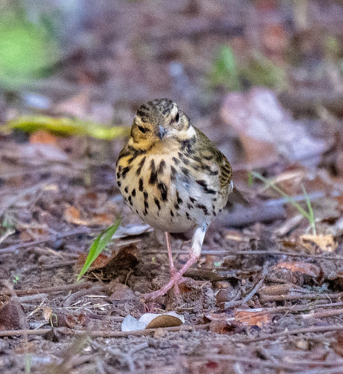 Olive-backed Pipit - ML644396289