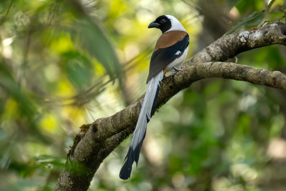 White-bellied Treepie - ML644396290