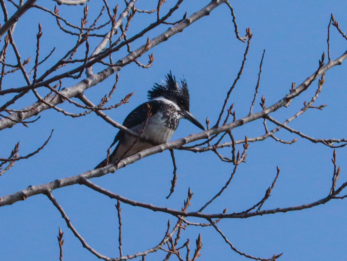 Crested Kingfisher - ML644396291