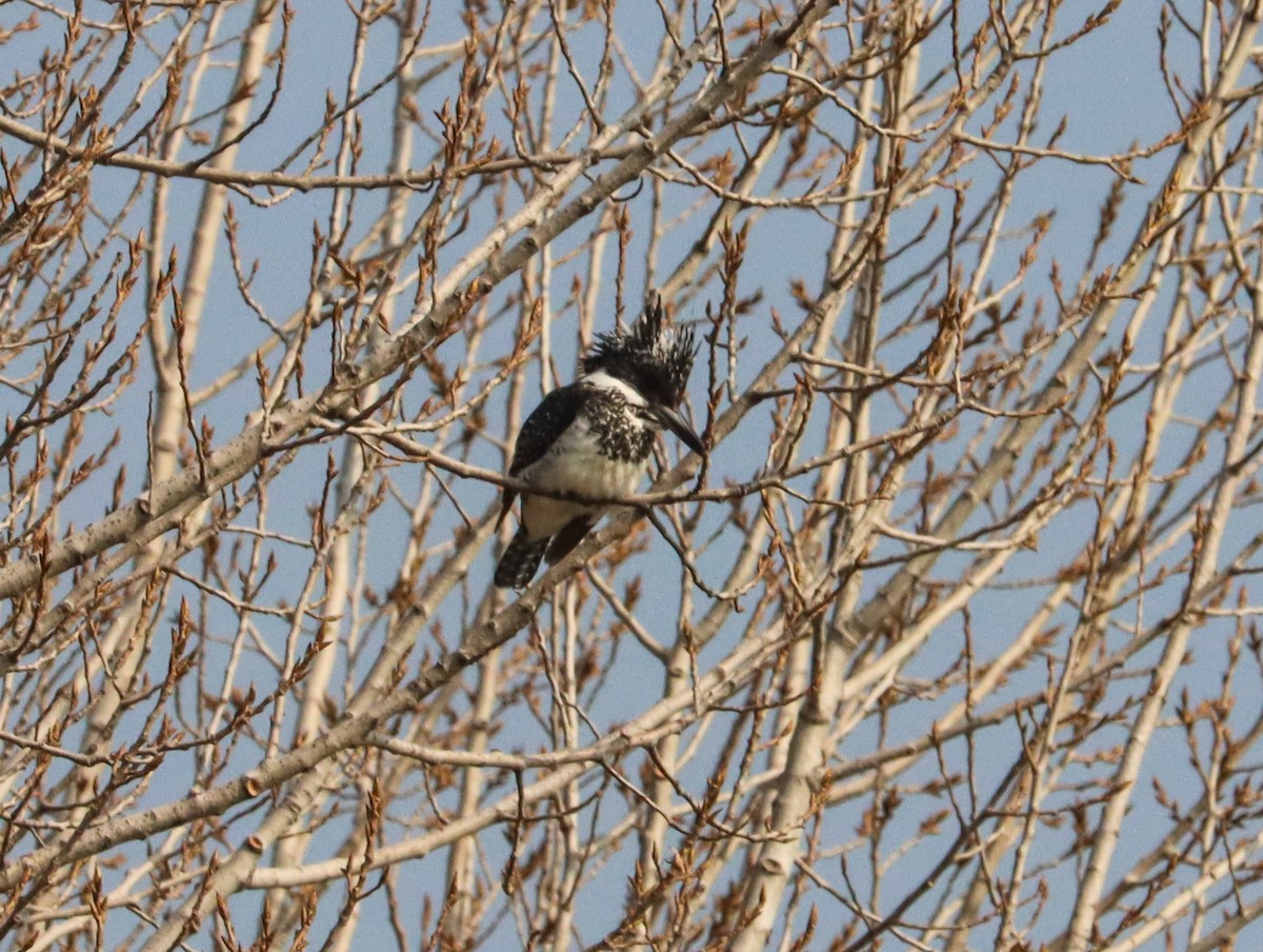 Crested Kingfisher - ML644396292