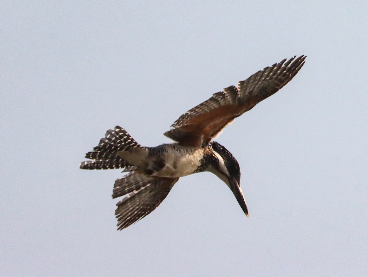 Crested Kingfisher - ML644396293