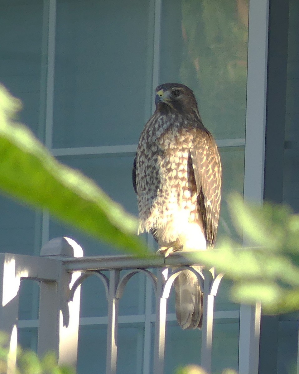 rødvingevåk - ML644396296