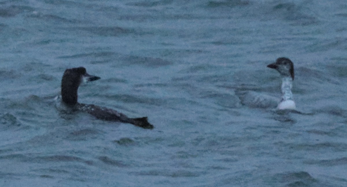 Common Loon - ML644396297