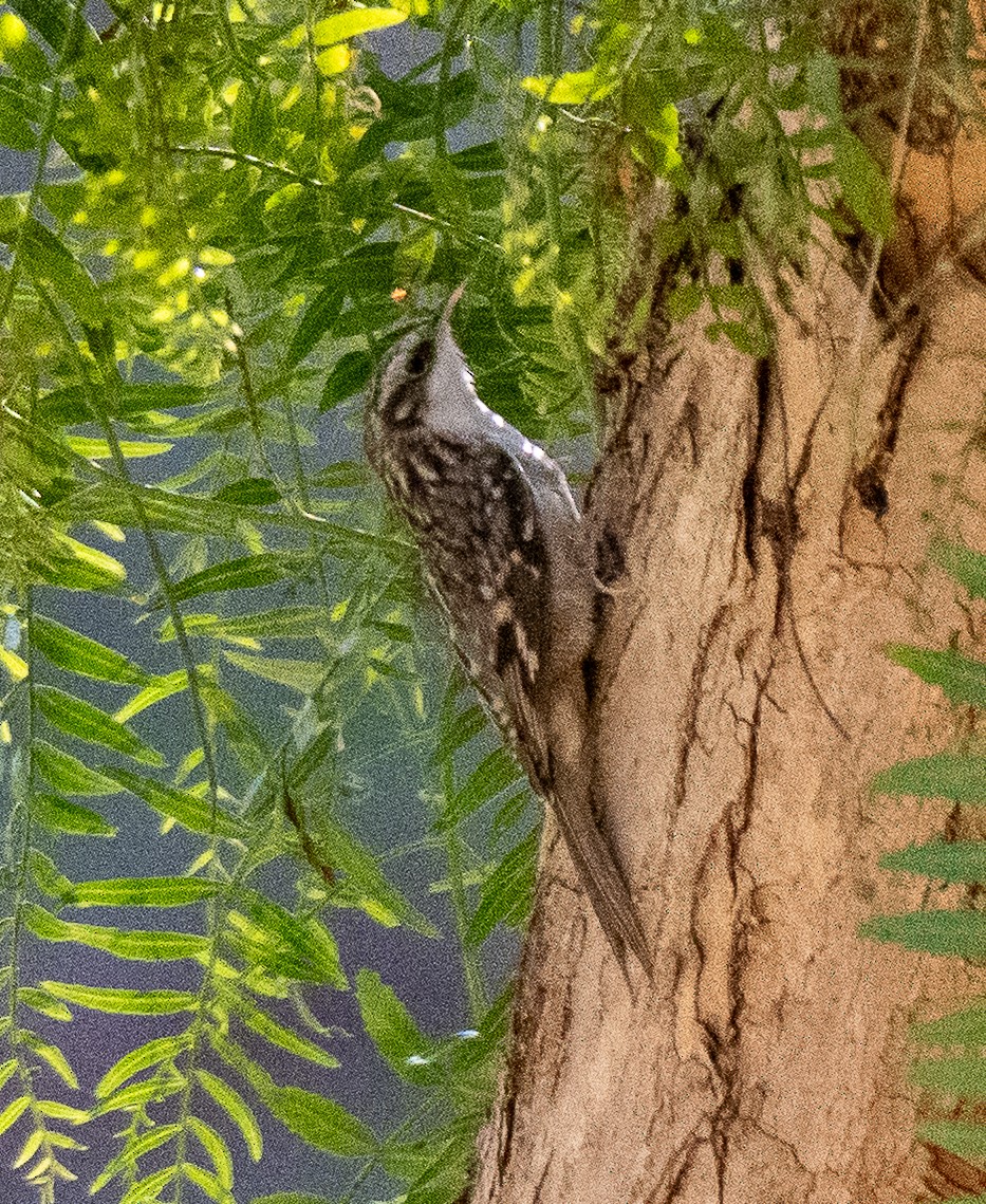 Brown Creeper - ML644396298