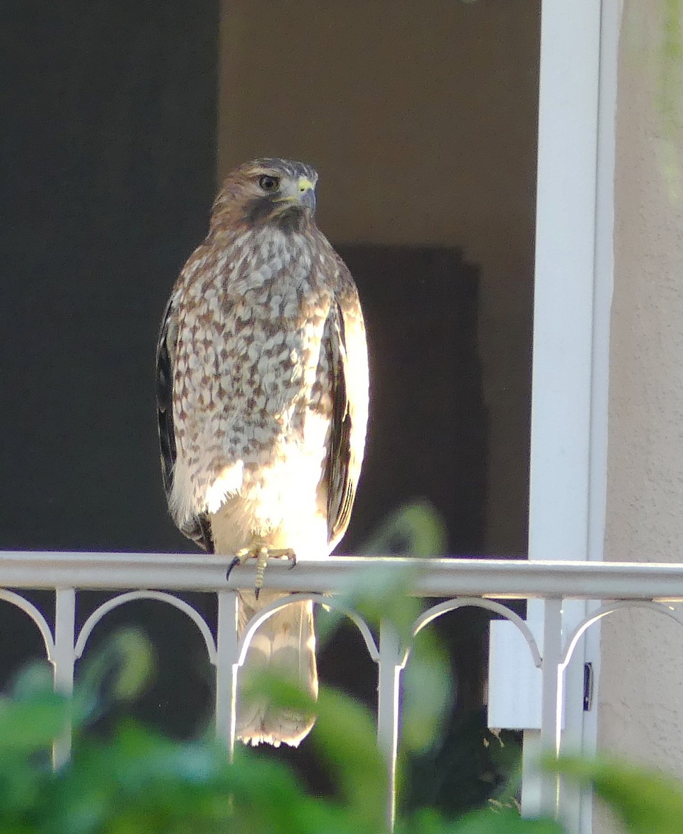 rødvingevåk - ML644396299