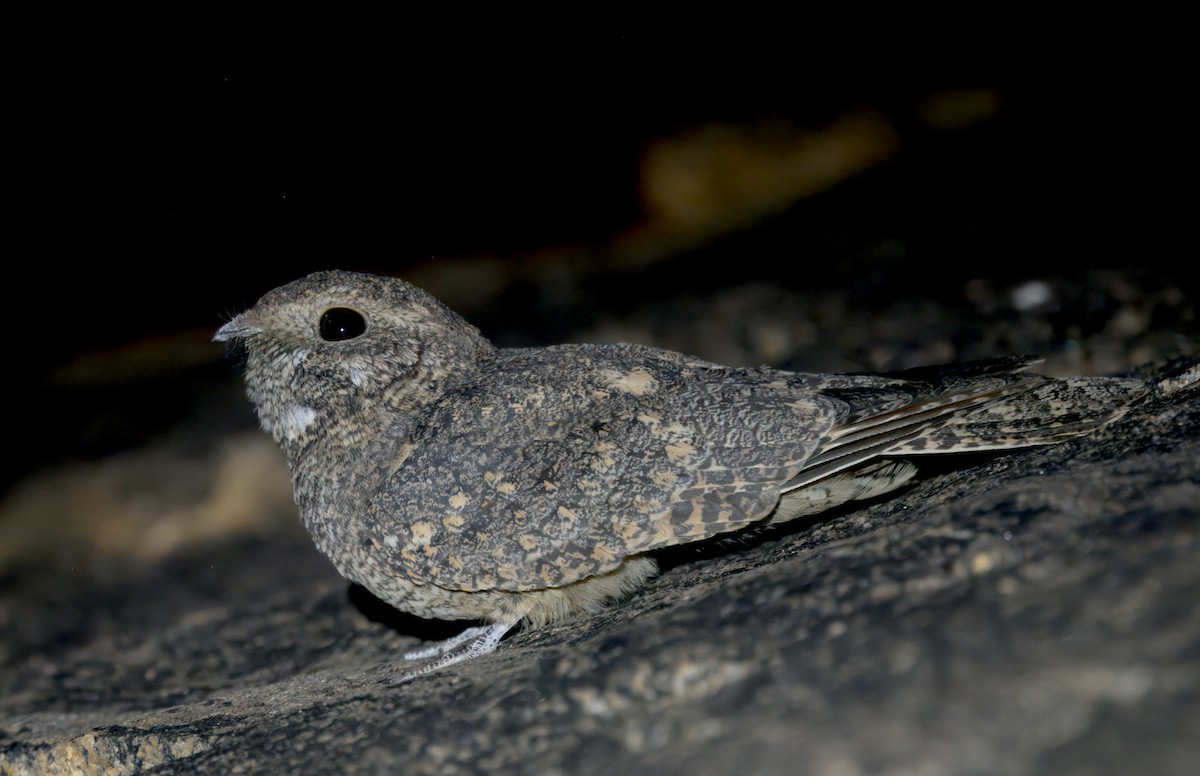 Freckled Nightjar - ML644396300