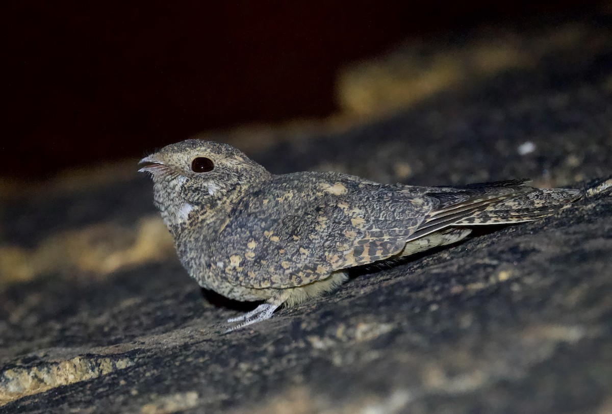 Freckled Nightjar - ML644396302