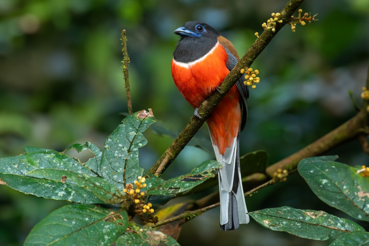 Malabar Trogon - ML644396303