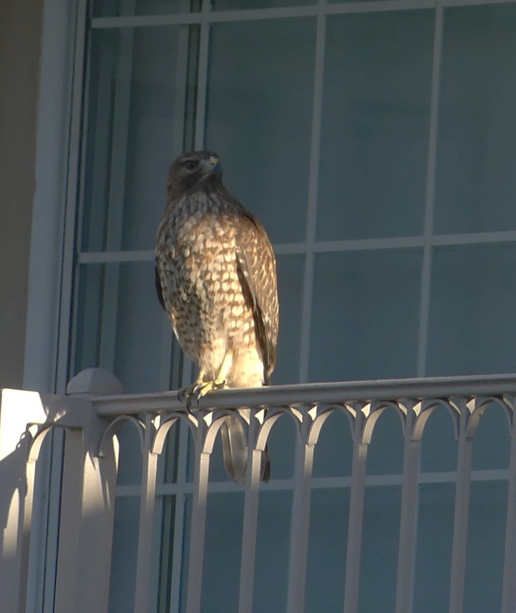 rødvingevåk - ML644396304