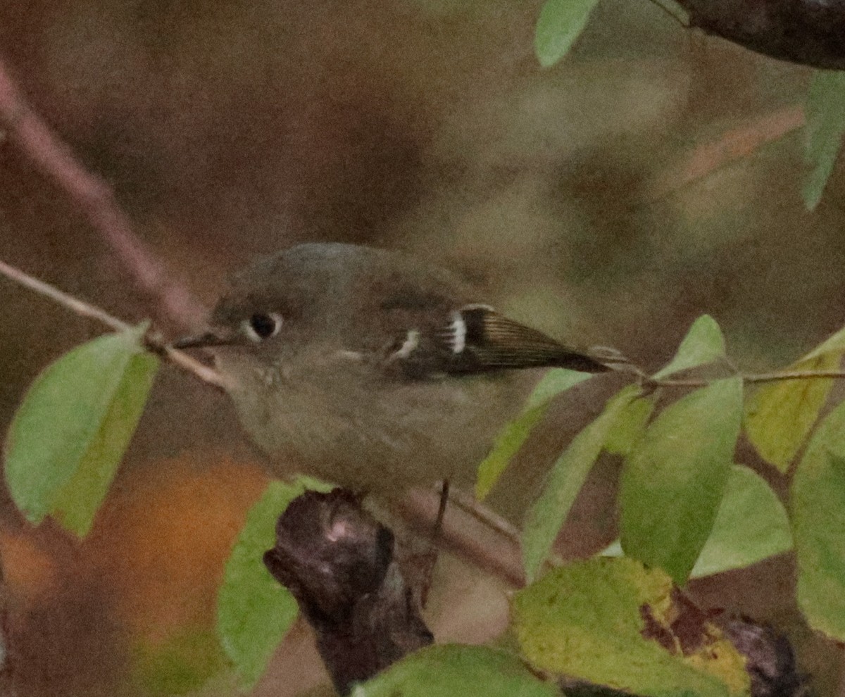 rubinfuglekonge - ML644396306