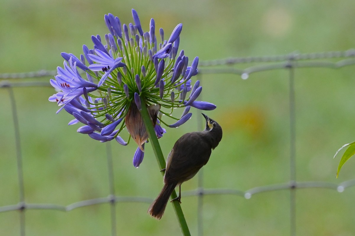 Yellow-faced Honeyeater - ML644396327