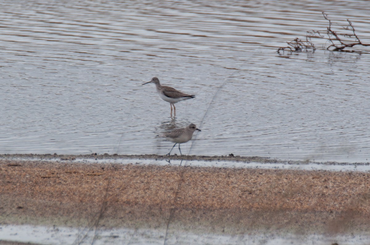 Pivieressa - ML644396331