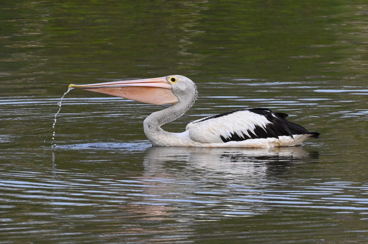 Australian Pelican - ML644396339