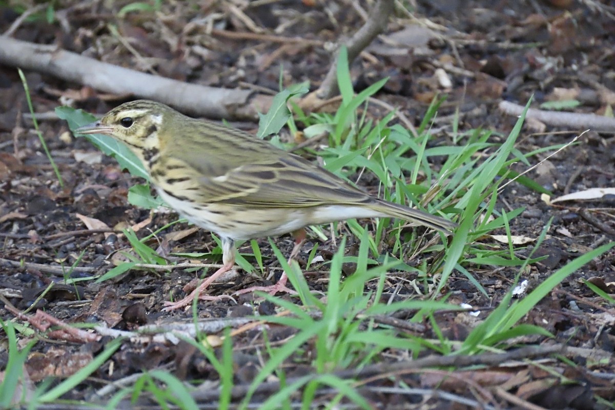 Olive-backed Pipit - ML644396345