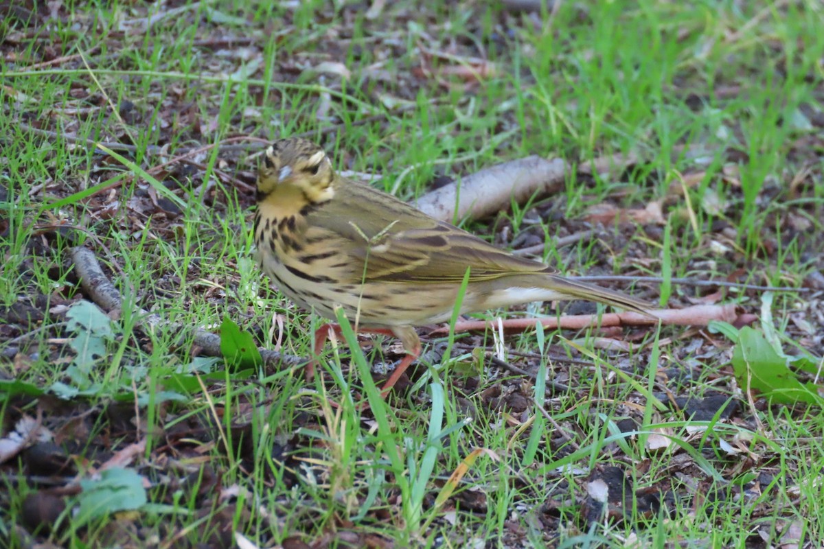 Olive-backed Pipit - ML644396346