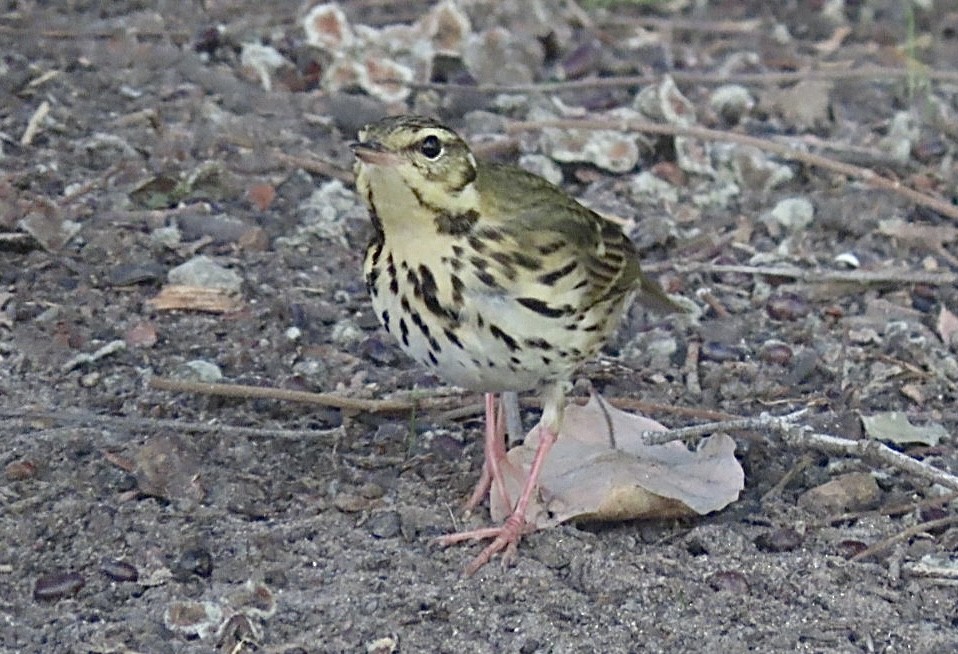 Olive-backed Pipit - ML644396347