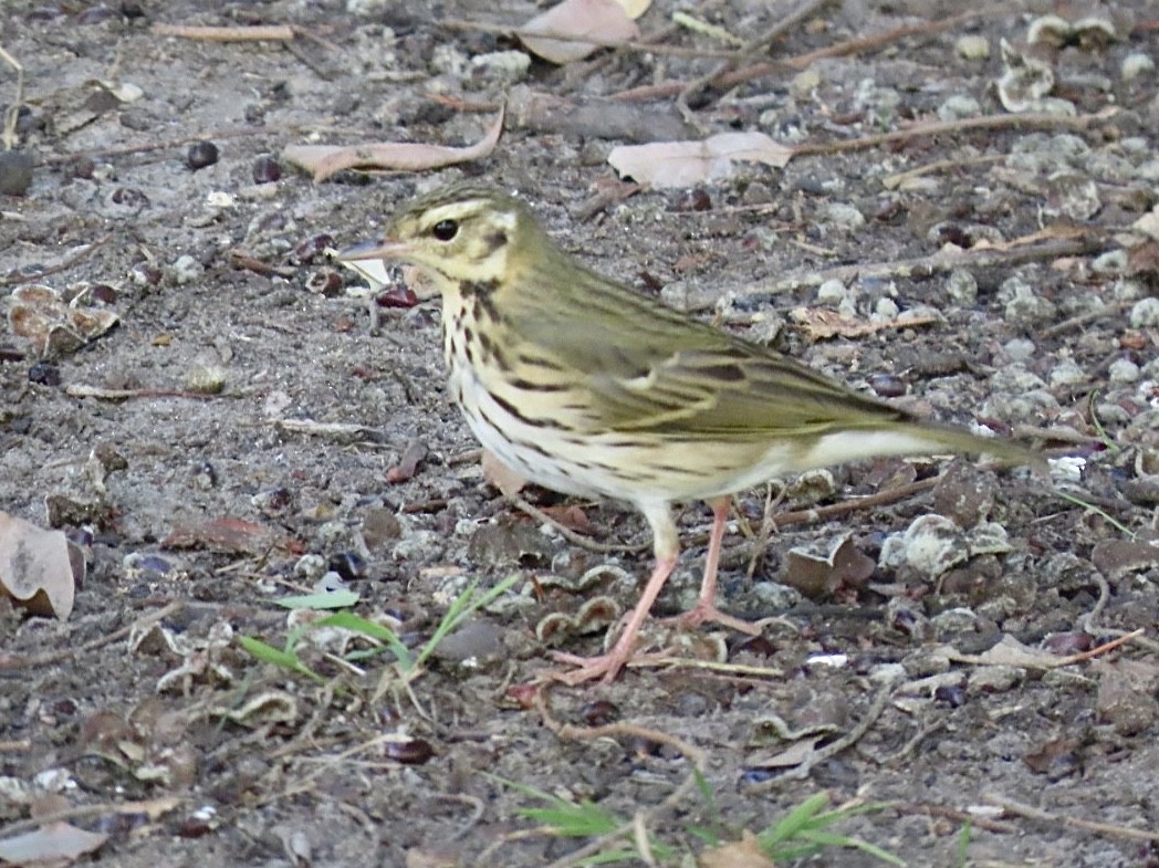 Olive-backed Pipit - ML644396348