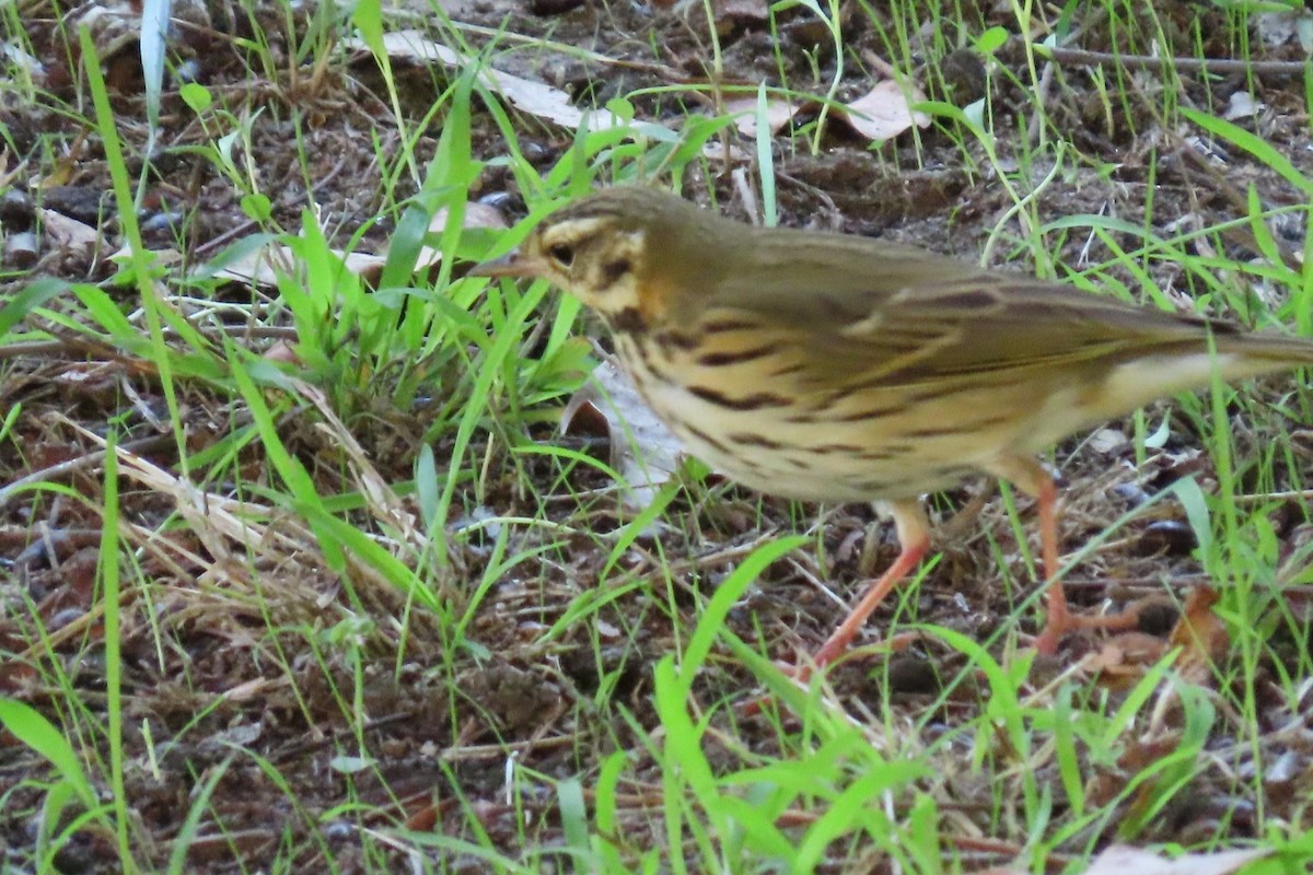 Olive-backed Pipit - ML644396349
