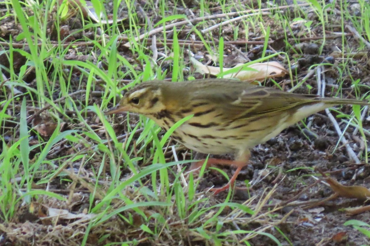 Olive-backed Pipit - ML644396350