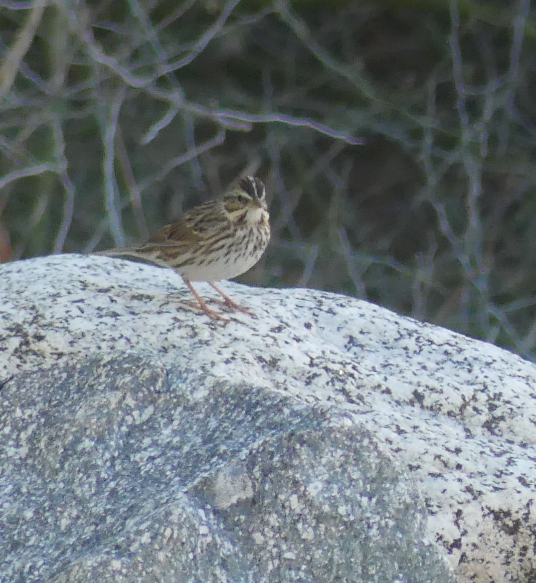 Savannah Sparrow - ML644396353