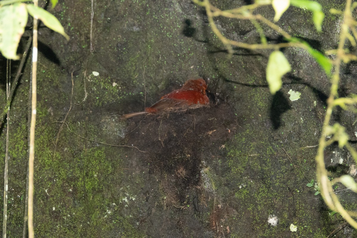 Andean Cock-of-the-rock - ML644396358