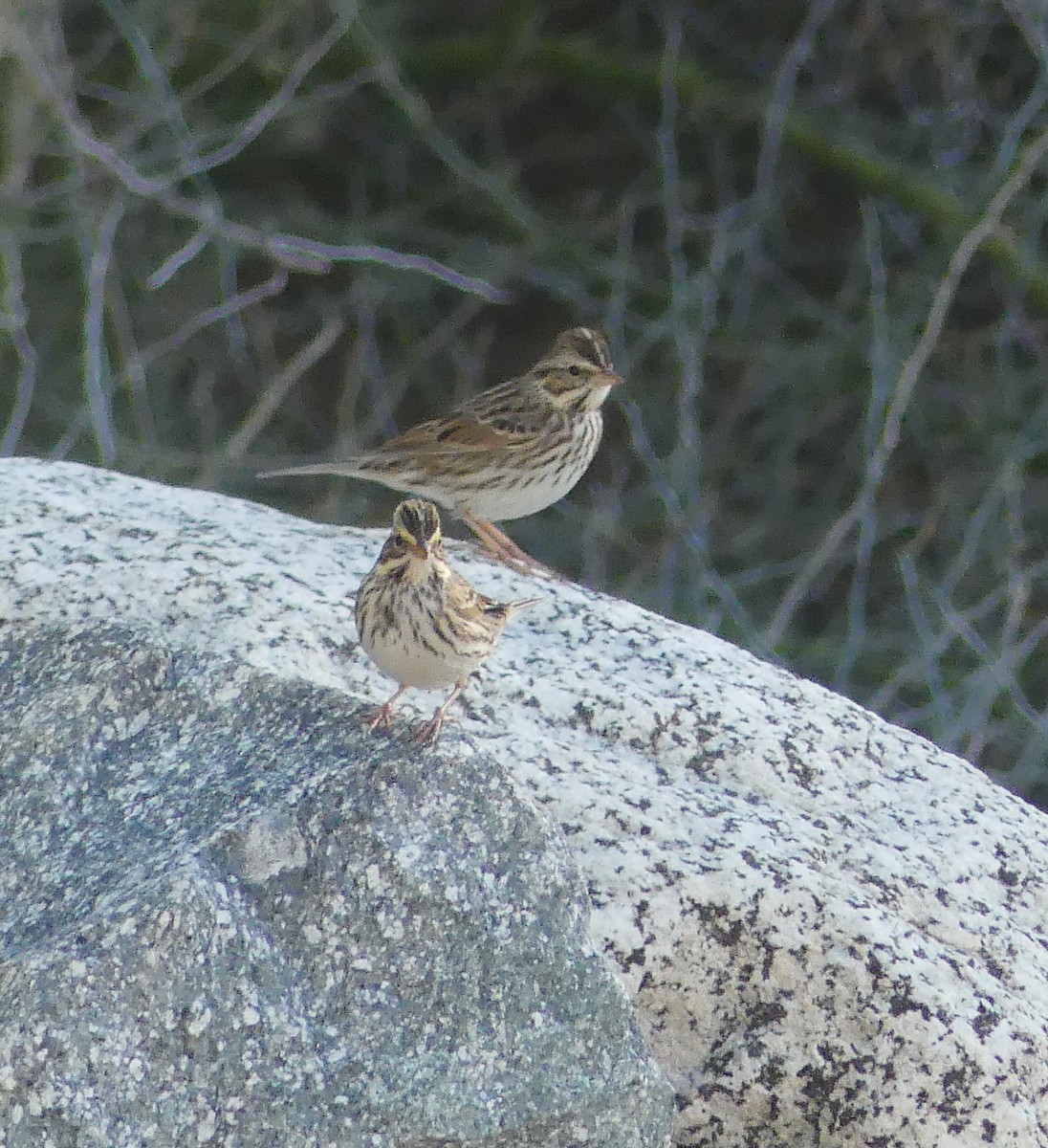 Savannah Sparrow - ML644396359