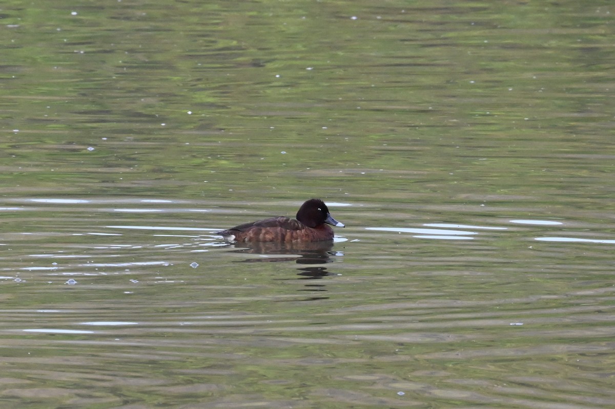 Hardhead - ML644396365