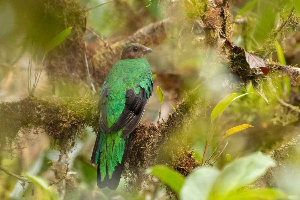 Golden-headed Quetzal - ML644396368