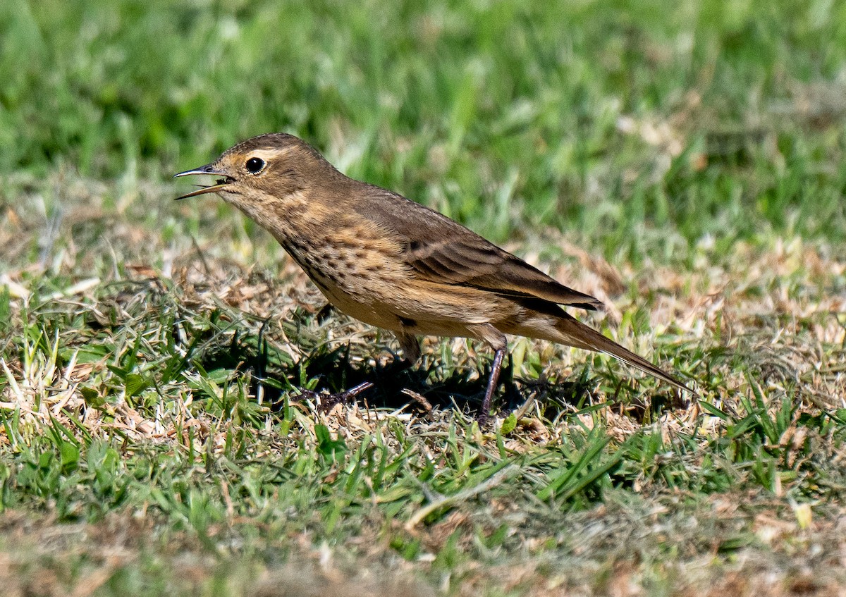 kanadapiplerke - ML644396369