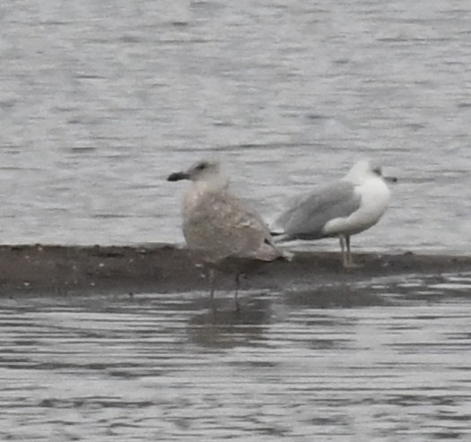 racek šedokřídlý - ML644396377