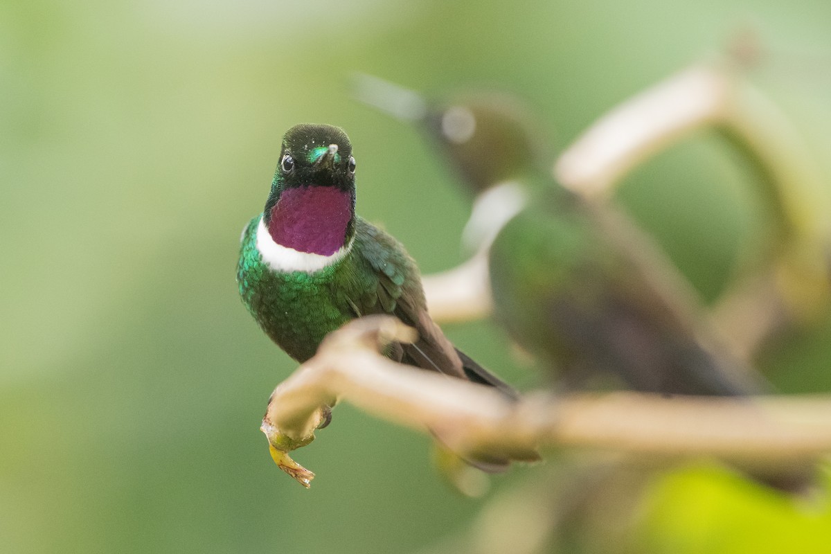 Héliange à queue bleue - ML644396379