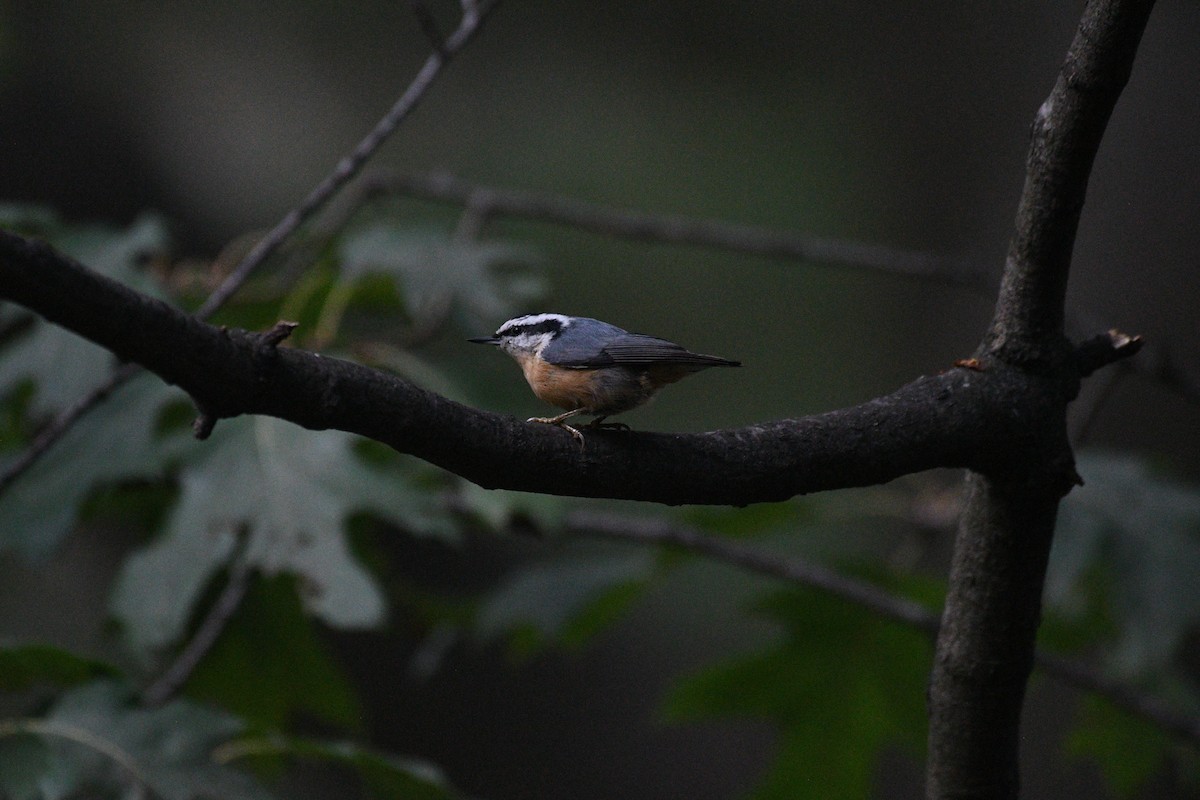 Red-breasted Nuthatch - ML644396380