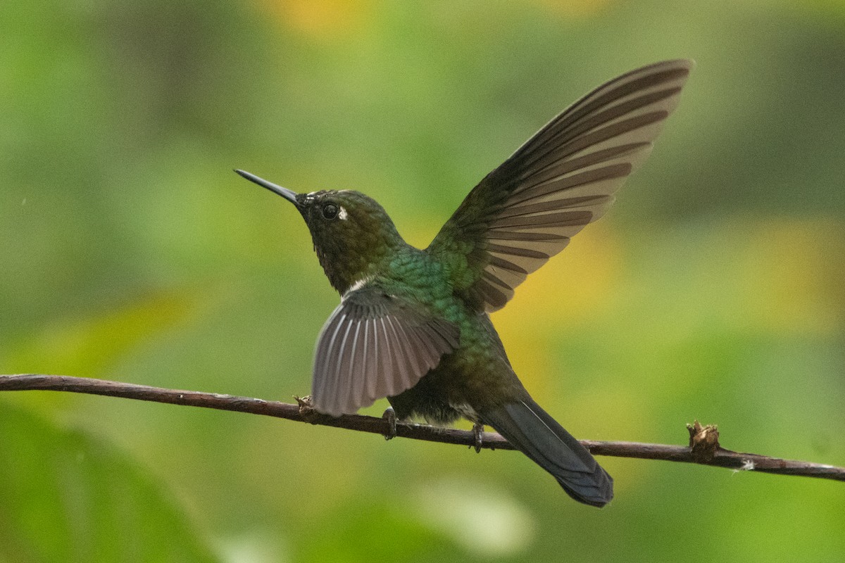 Héliange à queue bleue - ML644396381