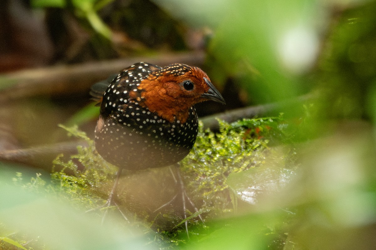 Ocellated Tapaculo - ML644396384
